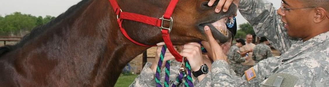 Horse being groomed