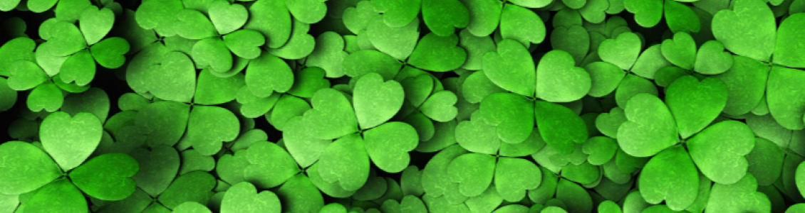 Irish four leaf clover