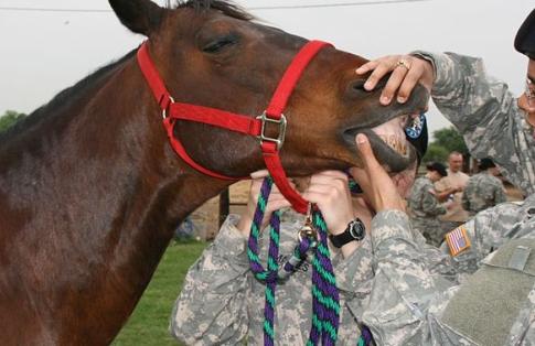 Horse being groomed